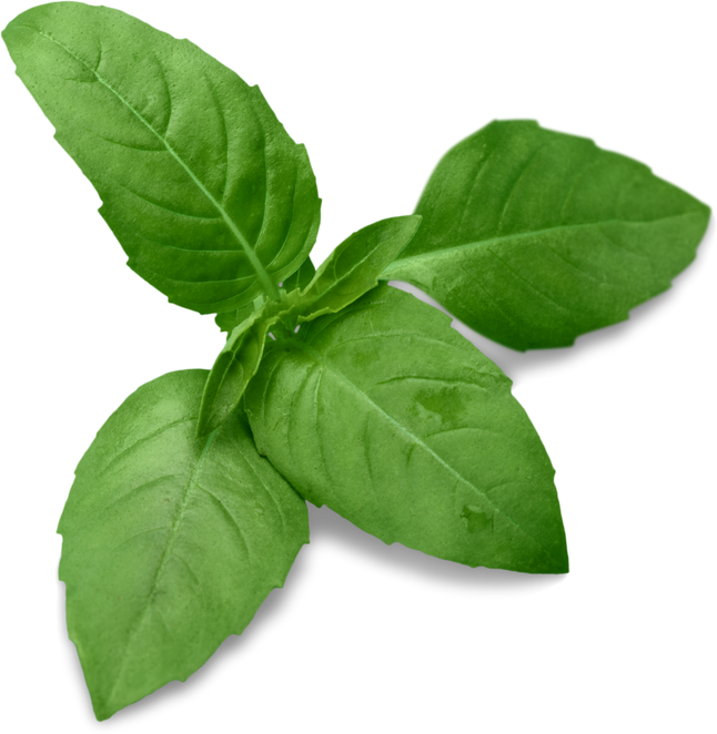Fresh Basil Herb